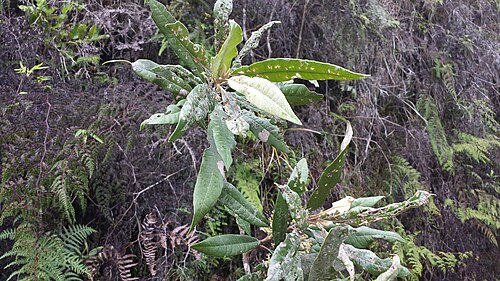 Brachylaena ramiflora