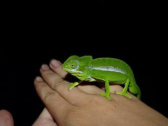 Furcifer viridis