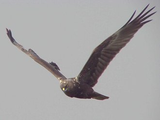Busard d'Orient (Circus spilonotus)