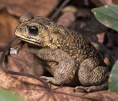 Duttaphrynus melanostictus