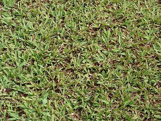 Herbe créole (Paspalum conjugatum)