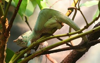 Furcifer balteatus