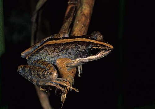 Mantidactylus femoralis