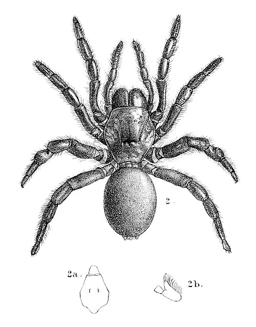 Thyropoeus mirandus