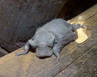 Molosse d'Angola (Mops condylurus)
