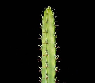 Euphorbia vulcanorum