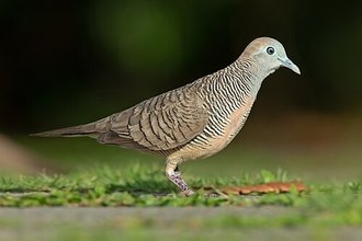Géopélie zébrée (Geopelia striata)