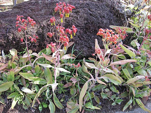 Kalanchoe suarezensis