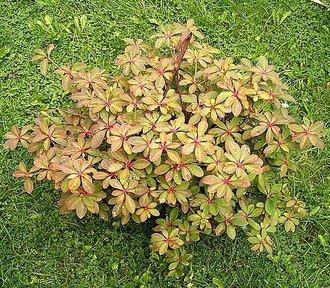 Euphorbia bongolavensis