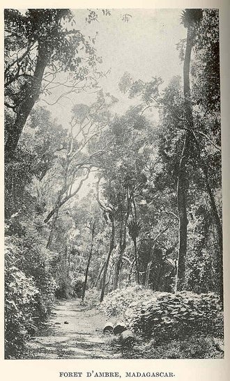 Réserve spéciale de la Forêt d'Ambre