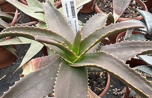 Aloe spinitriaggregata