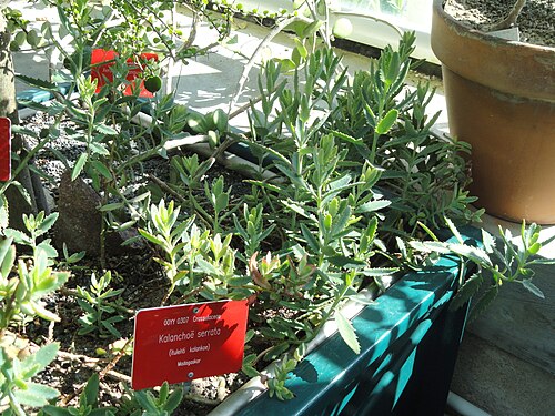 Kalanchoe variifolia