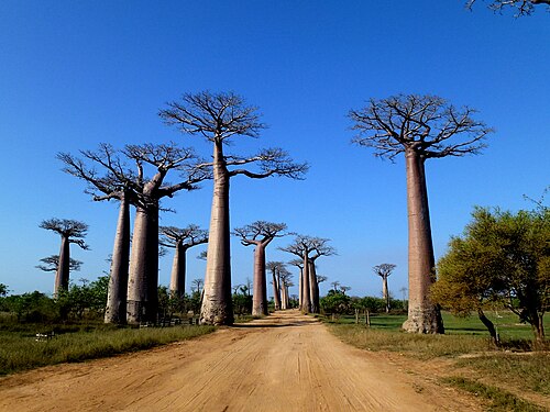 Allée des baobabs