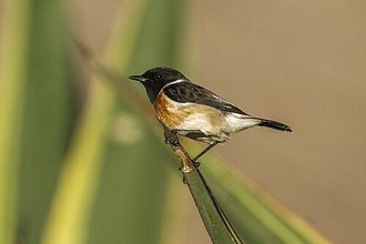 Tarier de Madagascar (Saxicola sibilla)