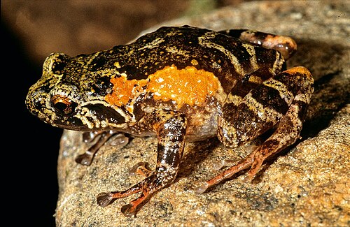 Anodonthyla emilei