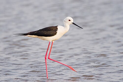 Échasse blanche (Himantopus himantopus)