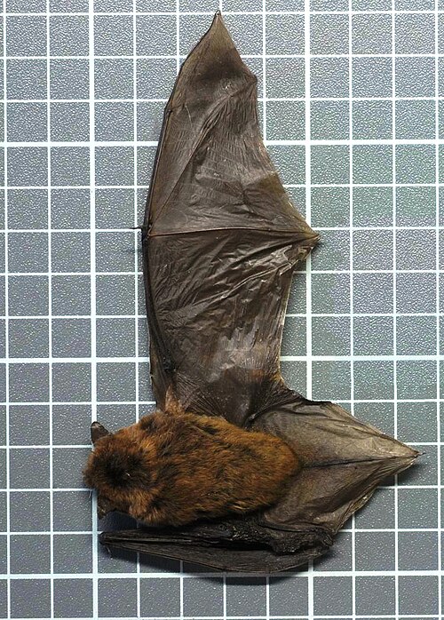 Afronycteris nanus