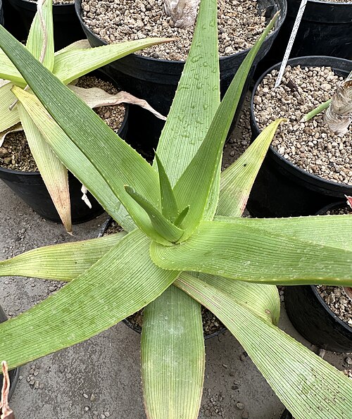 Aloe manandonae