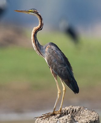 Héron pourpré (Ardea purpurea)