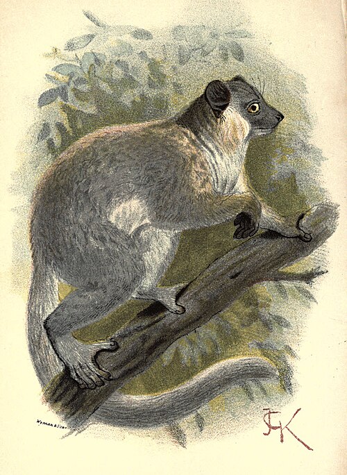 Lépilémur à pattes blanches (Lepilemur leucopus)
