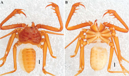 Charinus madagascariensis