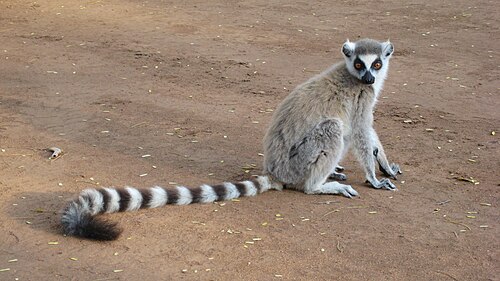 Lémur catta (Lemur catta)