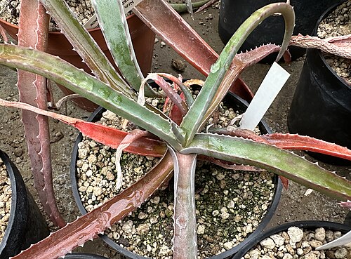 Aloe namorokaensis