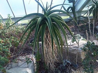 Aloe helenae