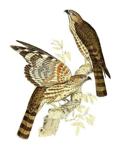 Baza malgache (Aviceda madagascariensis)