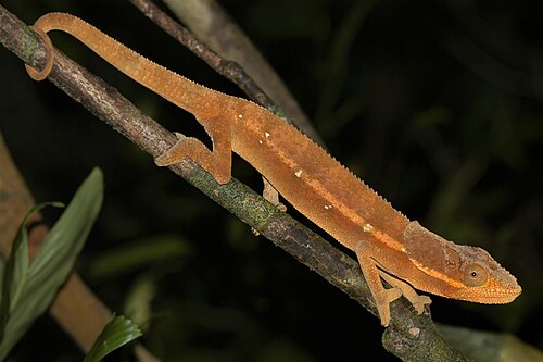 Calumma cucullatum