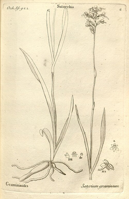 Cynorkis graminea