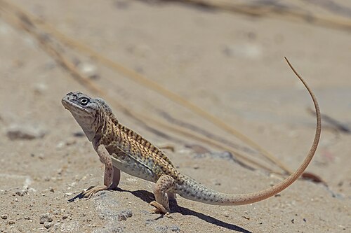 Chalarodon madagascariensis