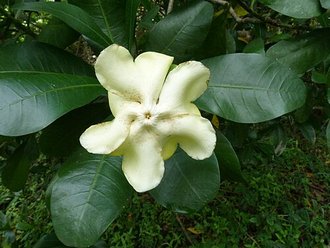 Voacanga thouarsii