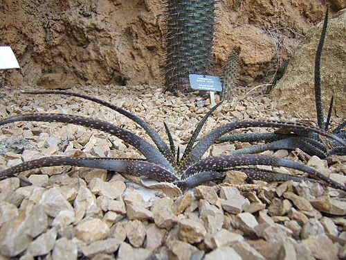 Aloe compressa