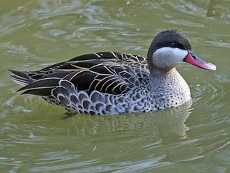 Canard à bec rouge (Anas erythrorhyncha)