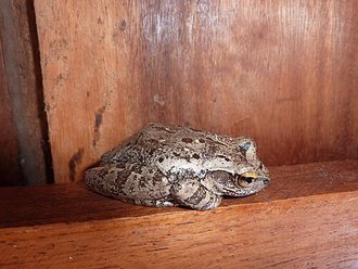 Boophis doulioti