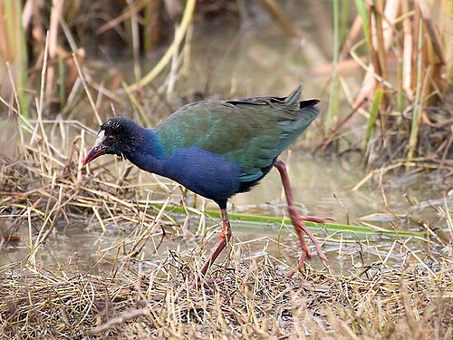 Talève d'Allen (Porphyrio alleni)