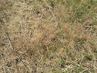 Eragrostis tenella