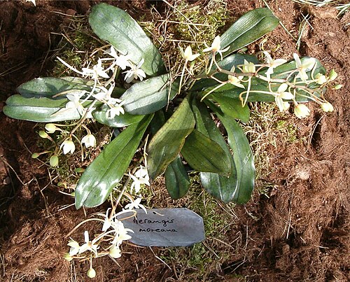 Aerangis mooreana