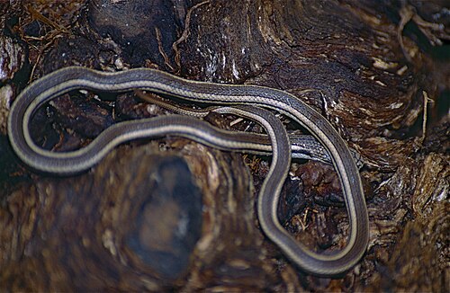 Liophidium vaillanti