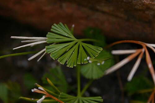 Actiniopteris dimorpha