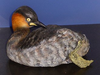 Grèbe roussâtre (Tachybaptus rufolavatus)