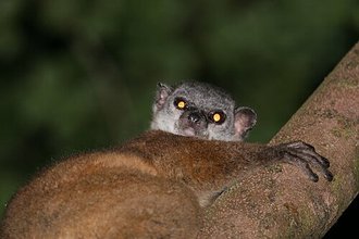 Lepilemur scottorum