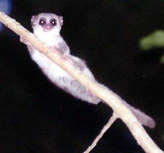 Cheirogale moyen (Cheirogaleus medius)