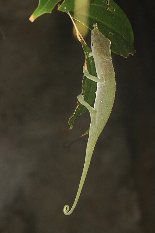Calumma furcifer
