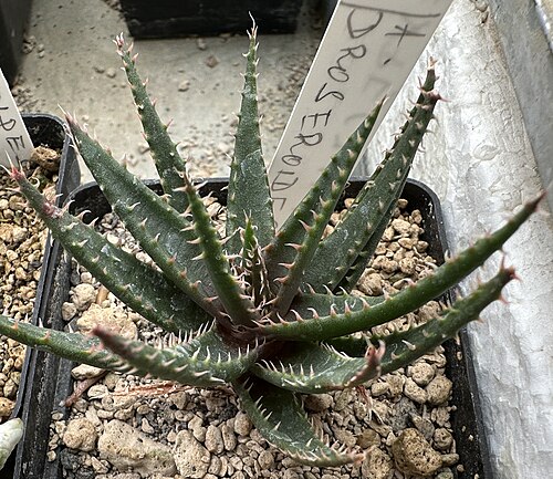 Aloe droseroides