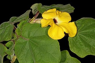 Uncarina grandidieri