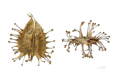 Uncarina ankaranensis