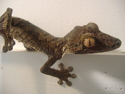 Uroplatus fimbriatus