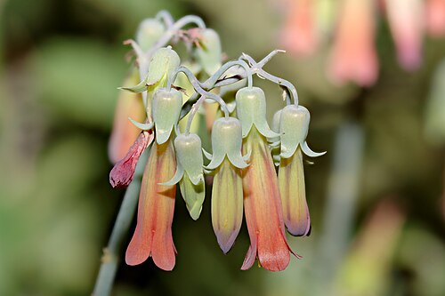 Kalanchoe rosei